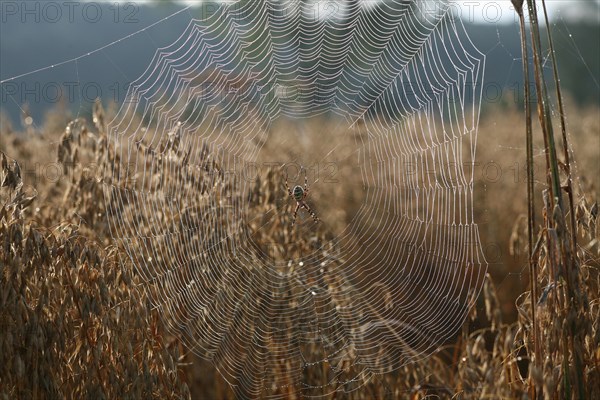 Wasp spider