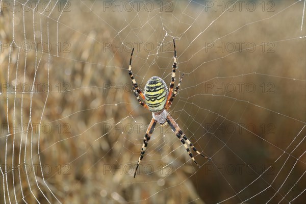 Wasp spider