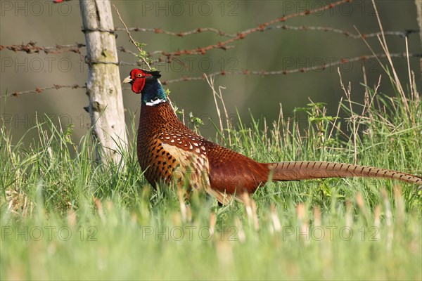 Pheasant