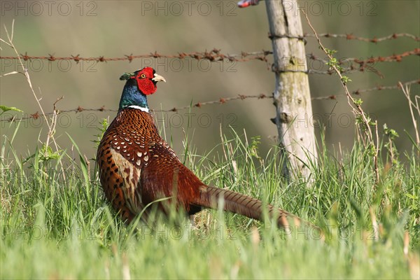 Pheasant