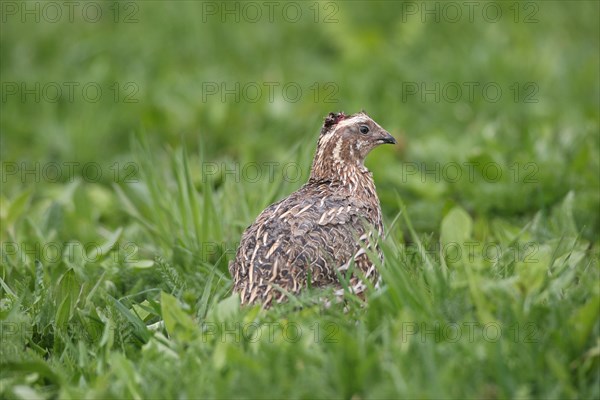 Common quail