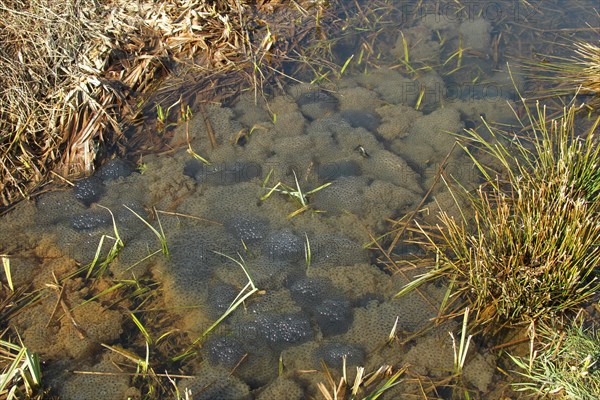 Common frog