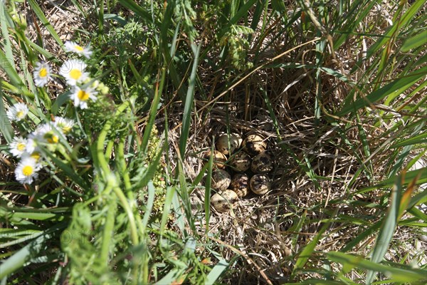 Common quail