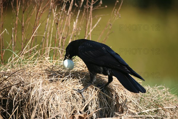 Carrion crow