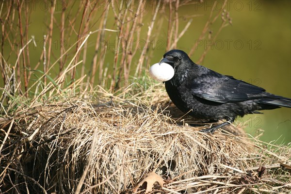 Carrion crow