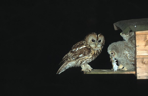 Tawny owl