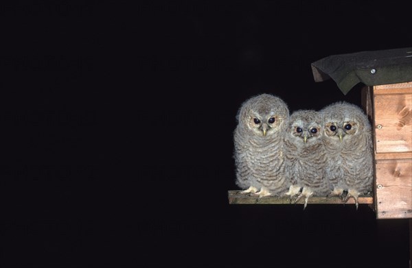 Tawny Owl