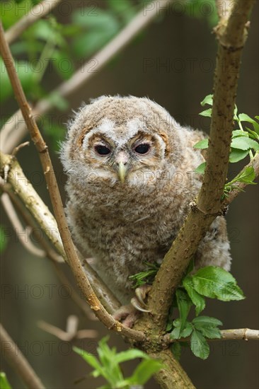 Tawny Owl