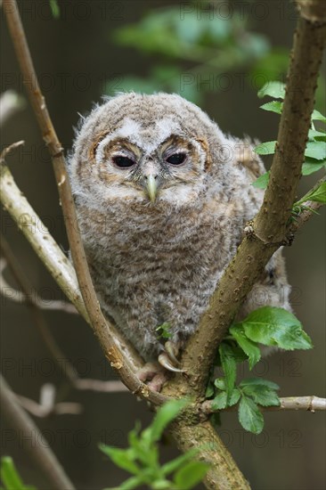 Tawny Owl