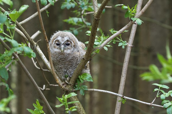 Tawny Owl