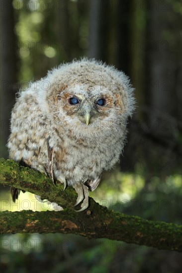 Tawny Owl