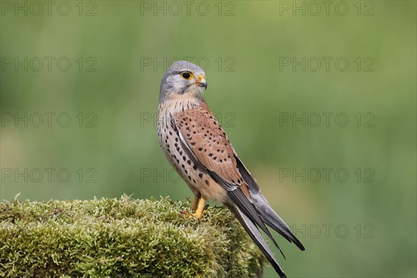 Common kestrel