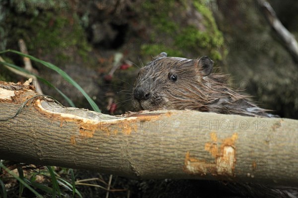 European beaver