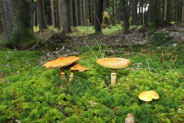 Greville's bolete