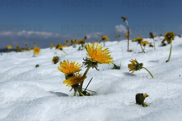 Common dandelion