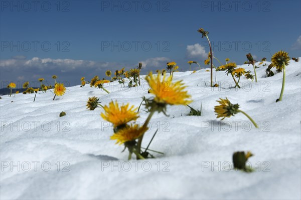 Dandelion