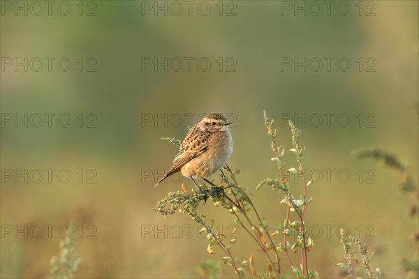 Whinchat