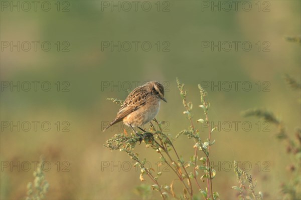 Whinchat