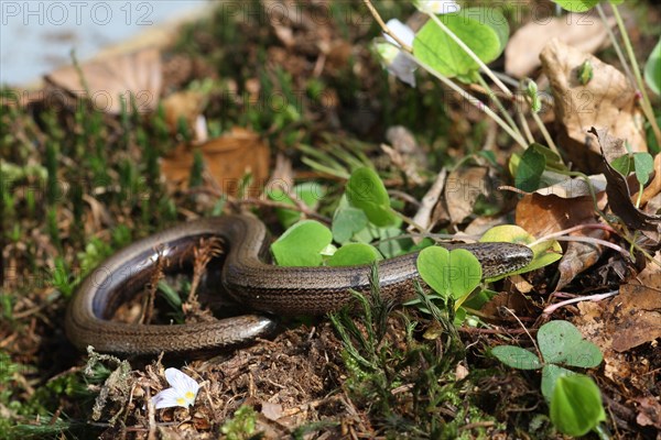 Slow worm