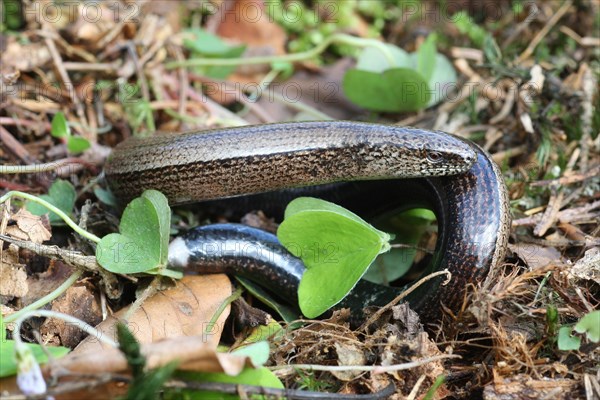 Slow worm