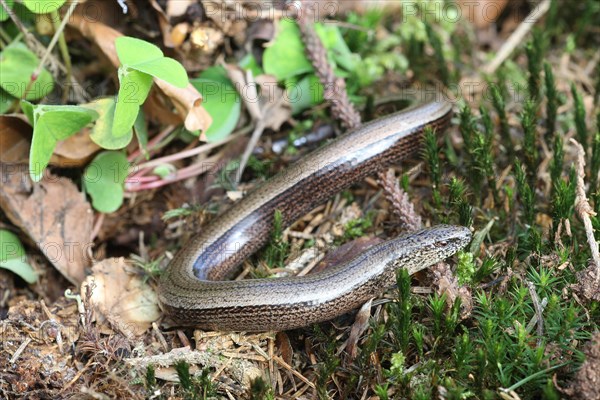 Slow worm