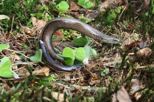 Slow worm