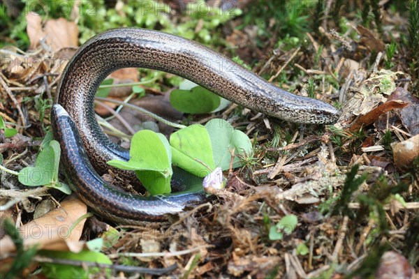 Slow worm