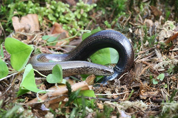 Slow worm