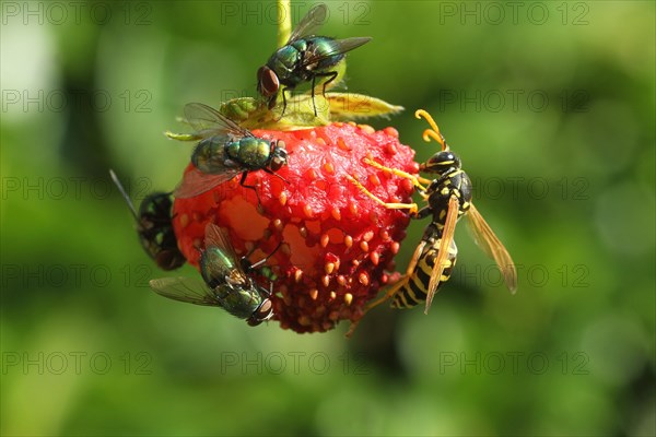 Common green bottle flies