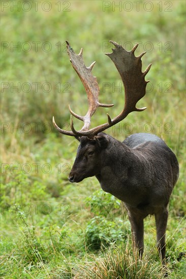 Fallow deer