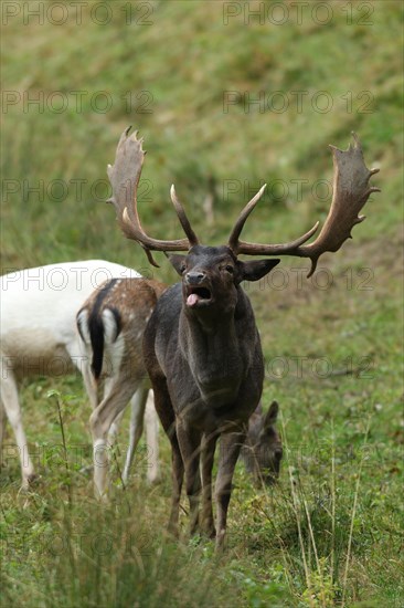 Fallow deer