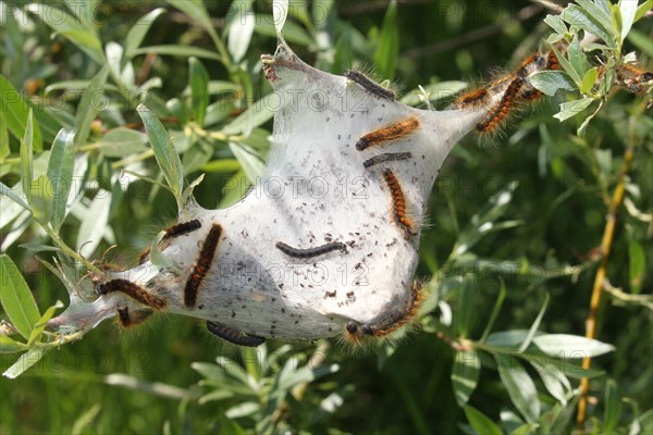 Moth small eggar