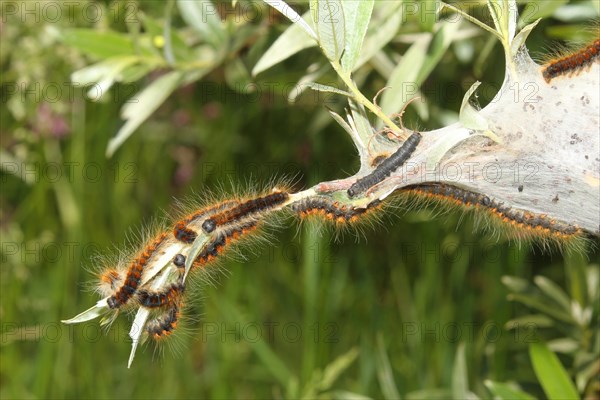 Moth small eggar