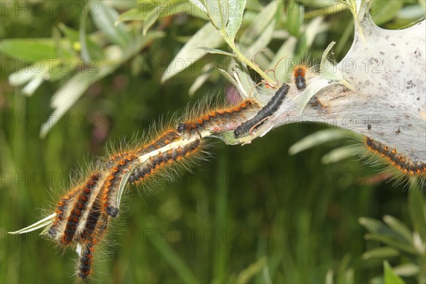 Moth small eggar