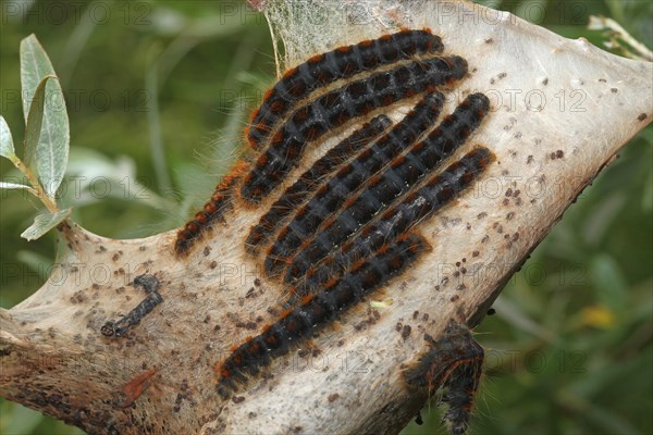 Moth small eggar