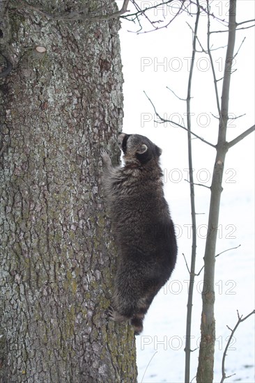 Raccoon