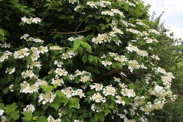 Guelder rose