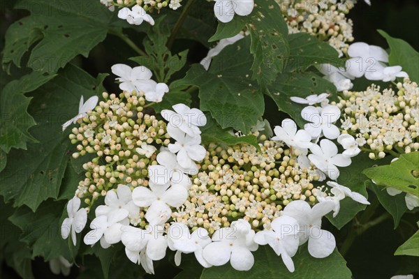 Guelder rose