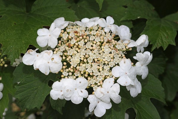 Guelder rose