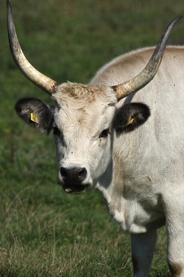 Hungarian domestic cattle