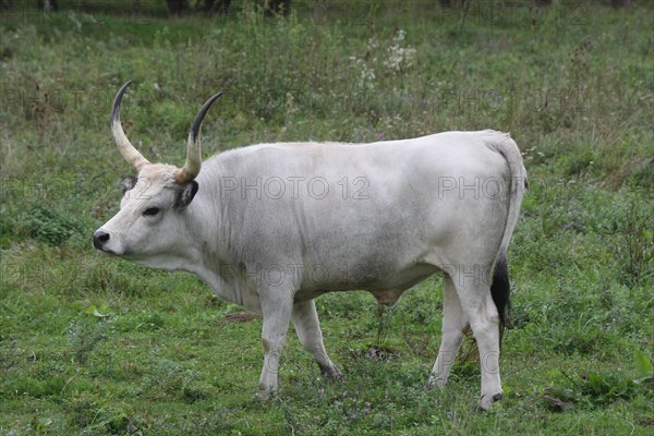 Hungarian domestic cattle
