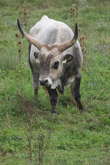 Hungarian domestic cattle