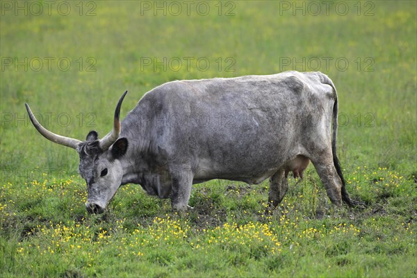 Hungarian domestic cattle