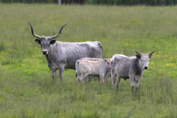 Hungarian domestic cattle