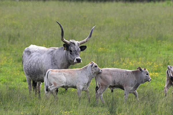 Hungarian domestic cattle