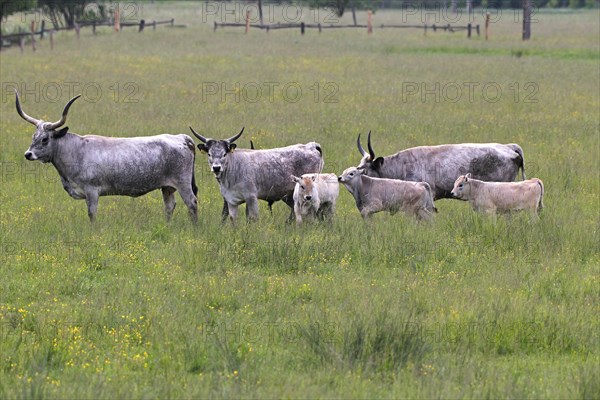 Hungarian domestic cattle