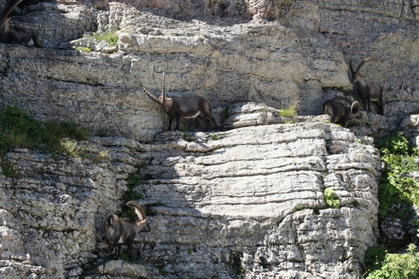 Alpine ibex