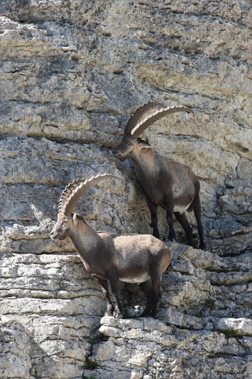 Alpine ibex