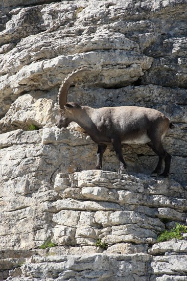 Alpine ibex