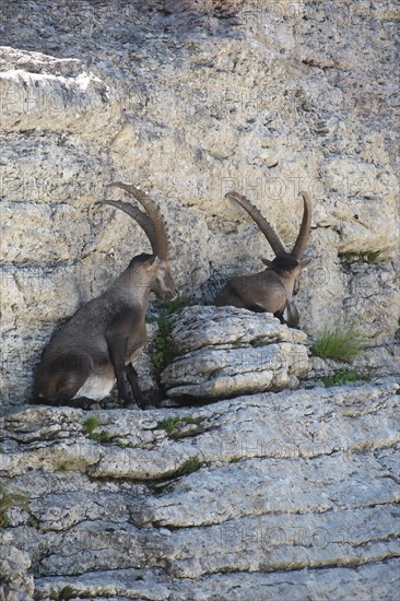 Alpine ibex